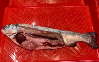 Radionica “Sekcija ribe”