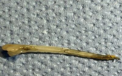 Projekt „Invazija u tišini“